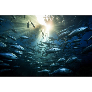 Fish Canvas Painting